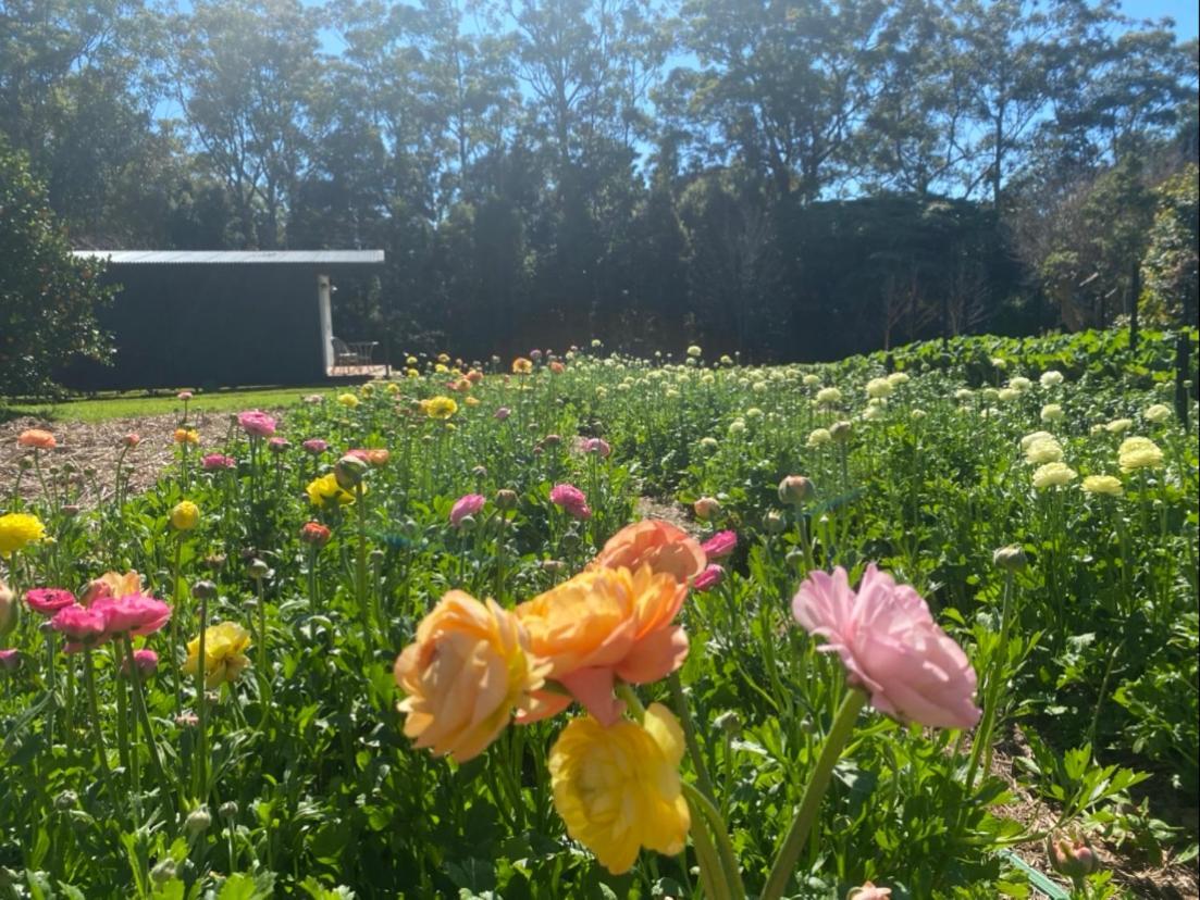Flower Farm Tamborine Mountain Mount Tamborine Exterior photo